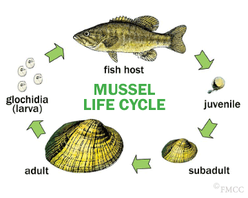 Glochidia, Gills and Galentine's - Mussel Moms Have All the Moves