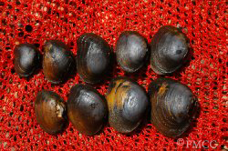 Mussels