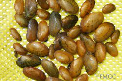 Mussels