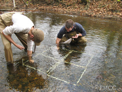 mussel field work releasing