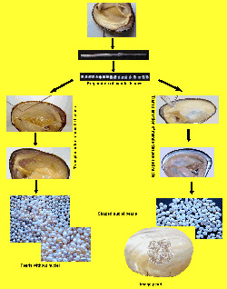 image of pearl formation diagram